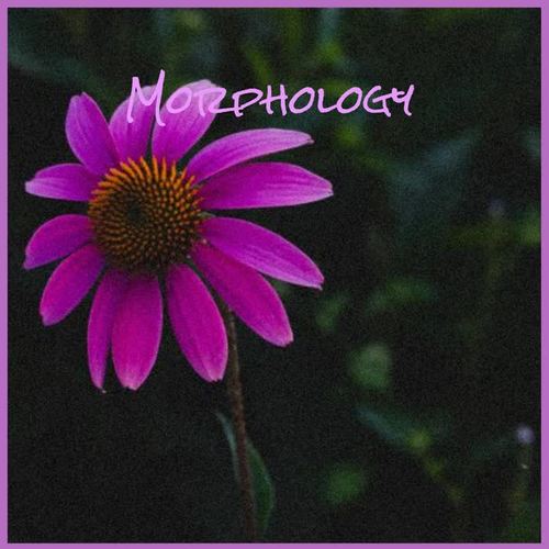 Morphology