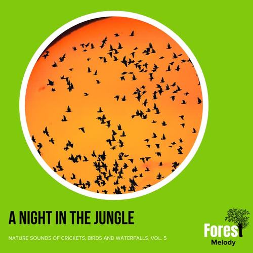 A Night in the Jungle - Nature Sounds of Crickets, Birds and Waterfalls, Vol. 5