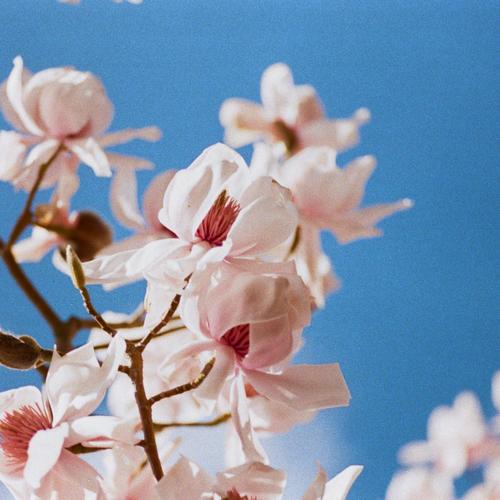 Smell The Flowers / Bluebells (Moods Remix)