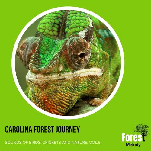 Carolina Forest Journey - Sounds of Birds, Crickets and Nature, Vol.6