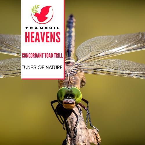 Concordant Toad Trill - Tunes of Nature