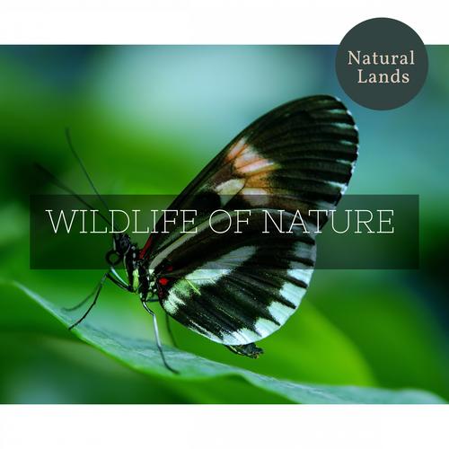 Wildlife of Nature