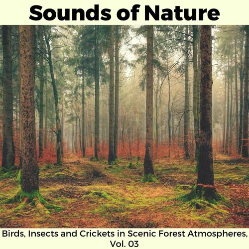 Sounds of Nature - Birds, Insects and Crickets in Scenic Forest Atmospheres, Vol. 03