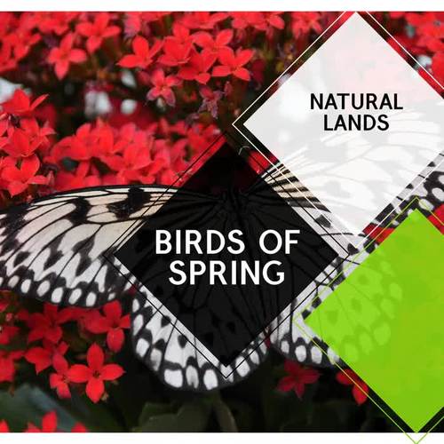 Birds of Spring - Natural Lands