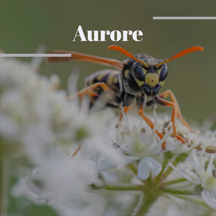 Aurore