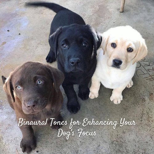 Binaural Tones for Enhancing Your Dog's Focus