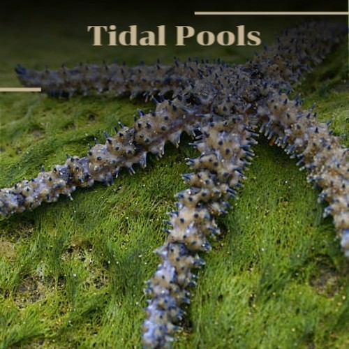 Tidal Pools