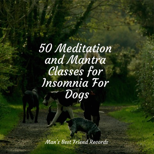 50 Meditation and Mantra Classes for Insomnia For Dogs