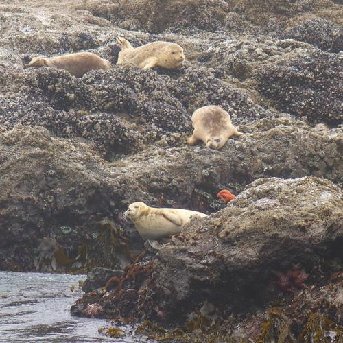 Tide Pool