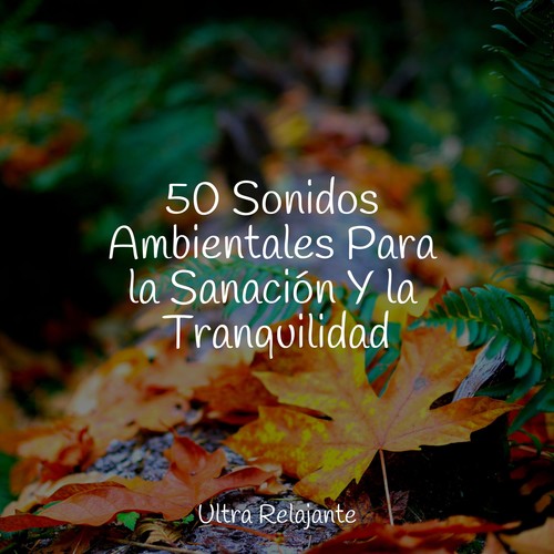 50 Sonidos Ambientales Para la Sanación Y la Tranquilidad