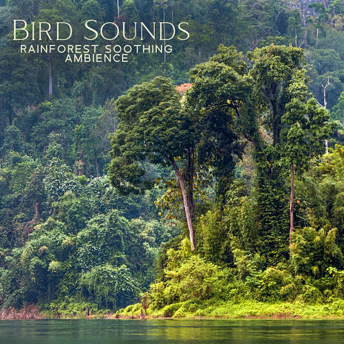 Bird Sounds - Rainforest Soothing Ambience: 1 Hr Green Noise Relaxation, Calming Music