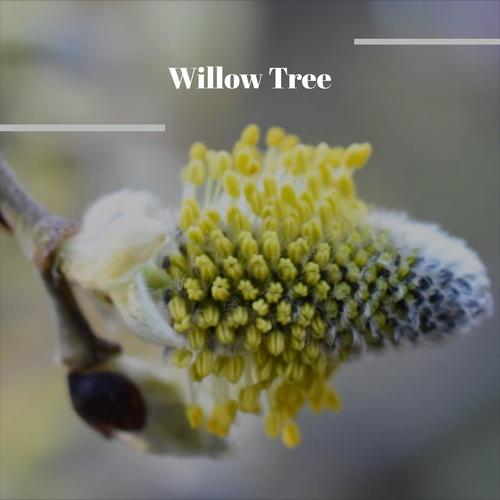 Willow Tree