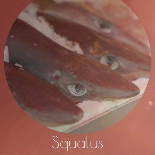 Squalus