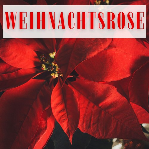 Weihnachtsrose