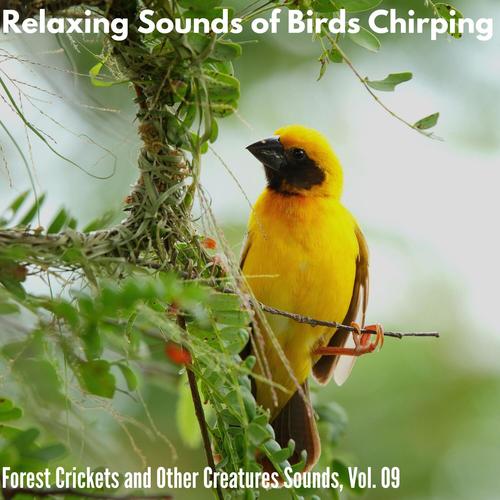 Relaxing Sounds of Birds Chirping - Forest Crickets and Other Creatures Sounds, Vol. 09