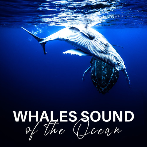 Whales Sound of the Ocean (Animal Sounds, Water Animal Noises, Wonderful Nature in the Ocean)