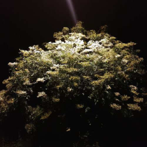 elderflower (feat. remote & Steve276)