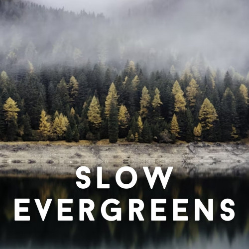Slow Evergreens