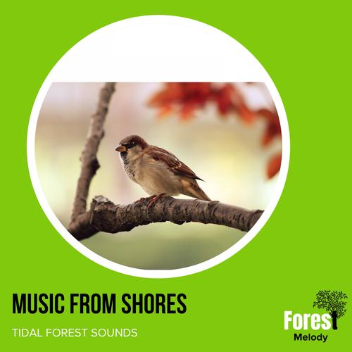 Music from Shores - Tidal Forest Sounds