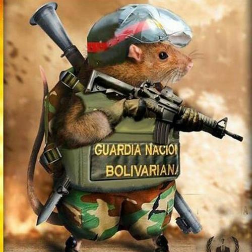 Rata con ametralladora