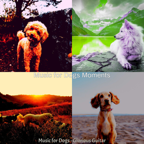 Music for Dogs - Glorious Guitar