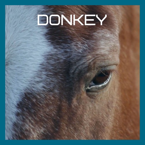 Donkey