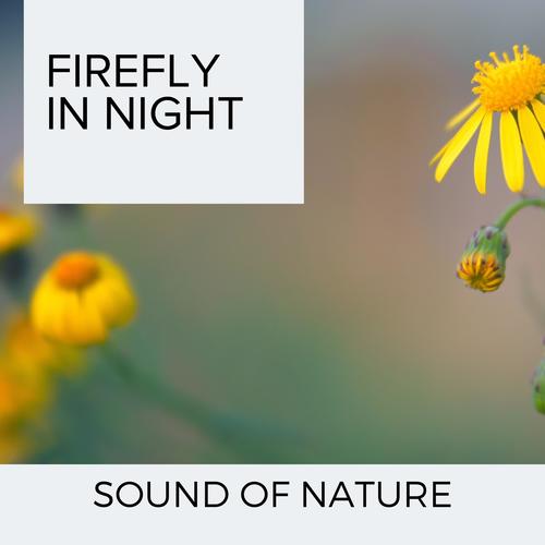 Firefly in Night - Sound of Nature