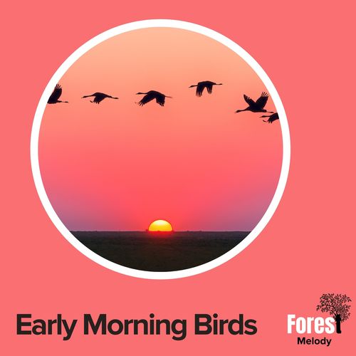 Early Morning Birds