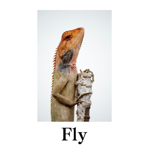 Fly