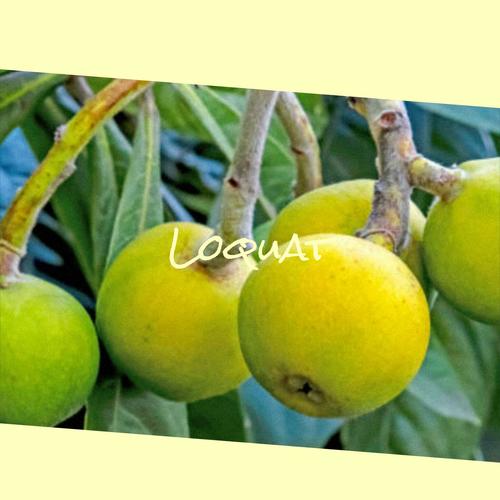 Loquat