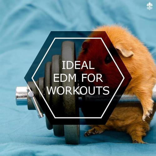 Ideal EDM For Workouts