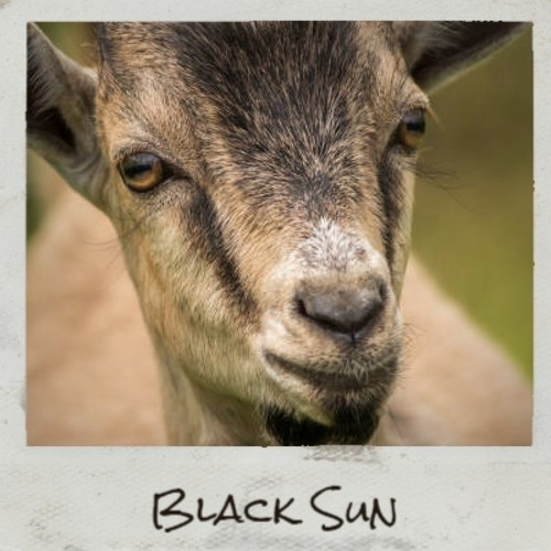 Black Sun