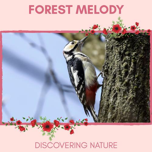 Forest Melody - Discovering Nature