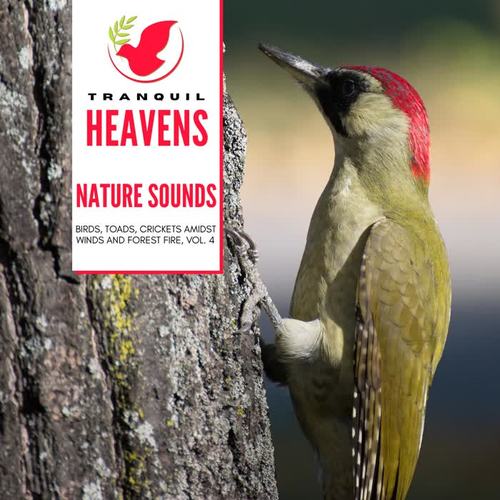 Nature Sounds - Birds, Toads, Crickets amidst Winds and Forest Fire, Vol. 4