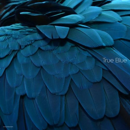 True Blue