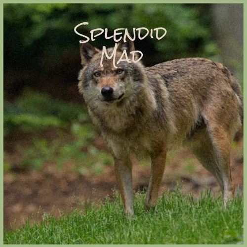 Splendid Mad
