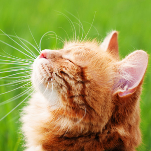 Cat's Nature Serenade: Serene Binaural Sounds for Contented Purring