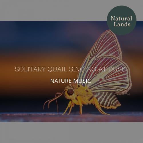 Solitary Quail Singing at Dusk - Nature Music