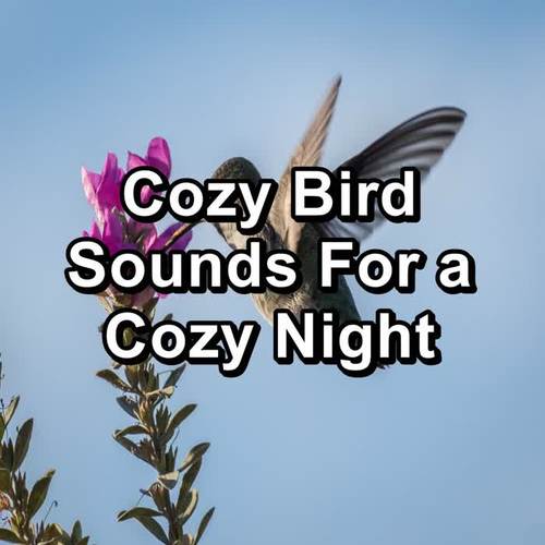 Cozy Bird Sounds For a Cozy Night