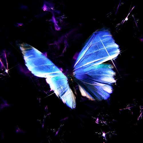 MORPHO (Explicit)