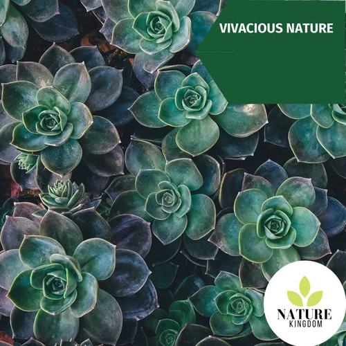 Vivacious Nature