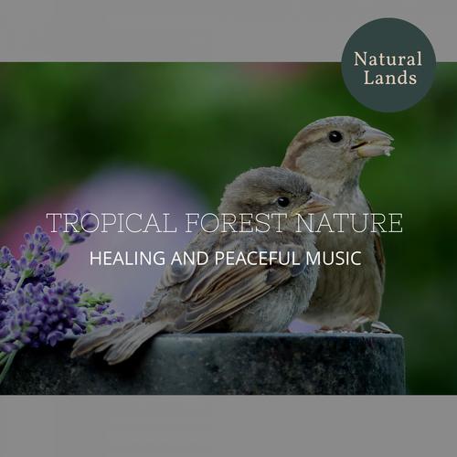 Tropical Forest Nature - Healing and Peaceful Music