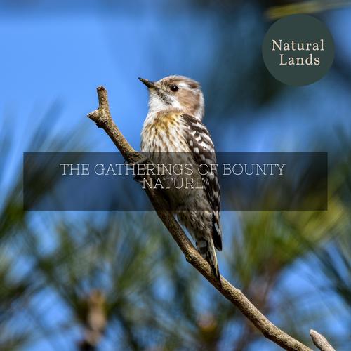 The Gatherings of Bounty Nature