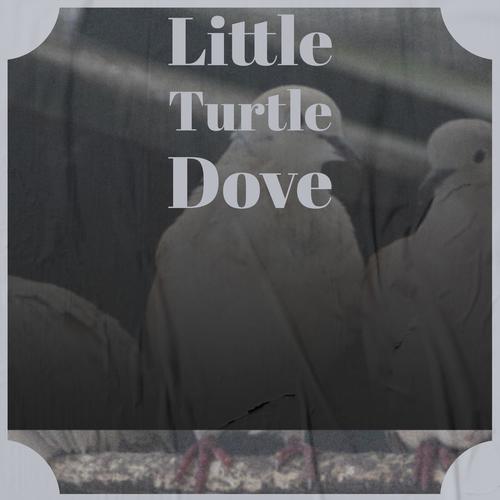 Little Turtle Dove