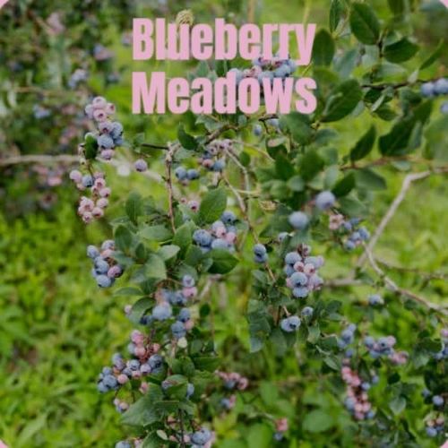 Blueberry Meadows