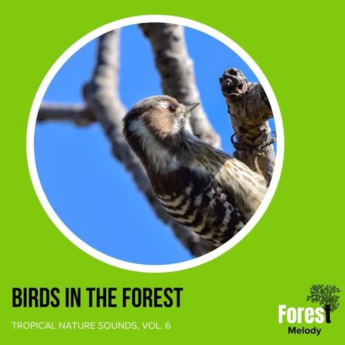 Birds in the Forest - Tropical Nature Sounds, Vol. 6