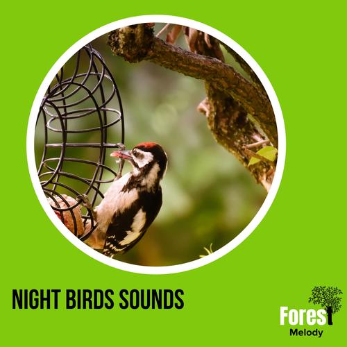 Night Birds Sounds