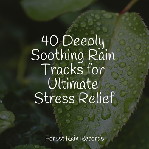 40 Deeply Soothing Rain Tracks for Ultimate Stress Relief