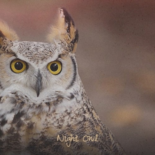 Night Owl