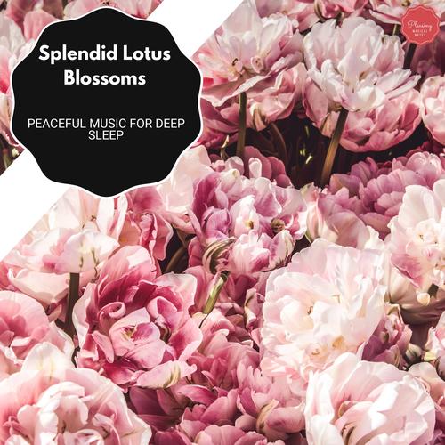 Splendid Lotus Blossoms - Peaceful Music For Deep Sleep